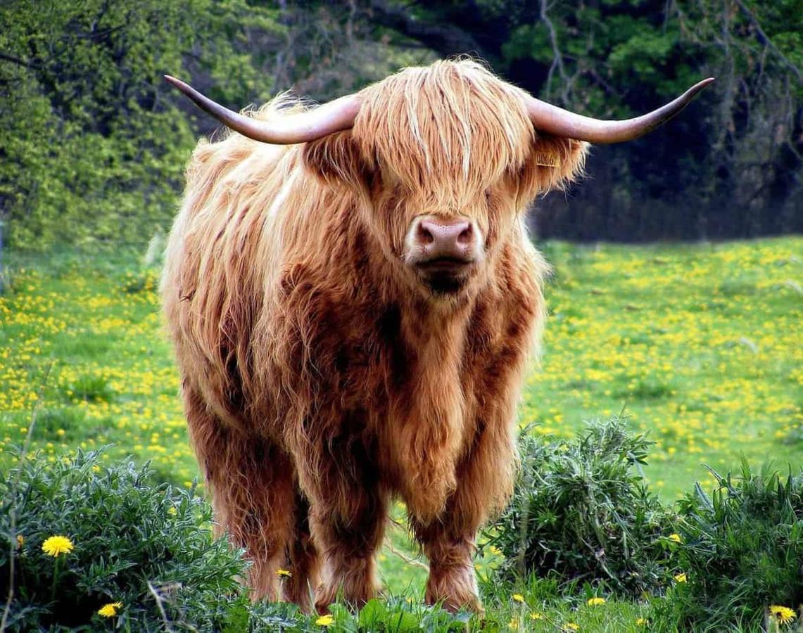 Ginger'S Leilighet Stirling Eksteriør bilde